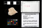 Foto (Objekt + Etikett) von Pithonoton sp.  (NHMW-GEO-2014-0194-0278)
